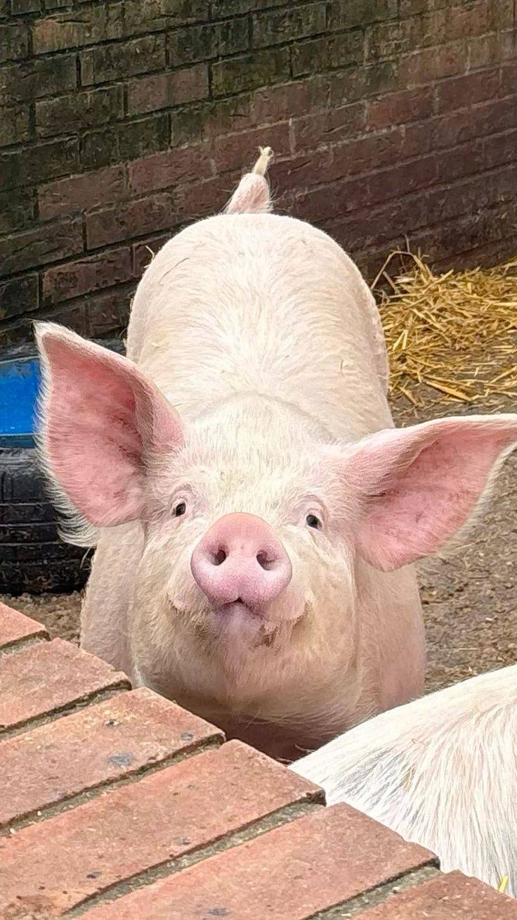 #pig #LekeeLekeeFamily