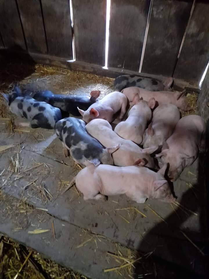 #LekeeLekeeFamily