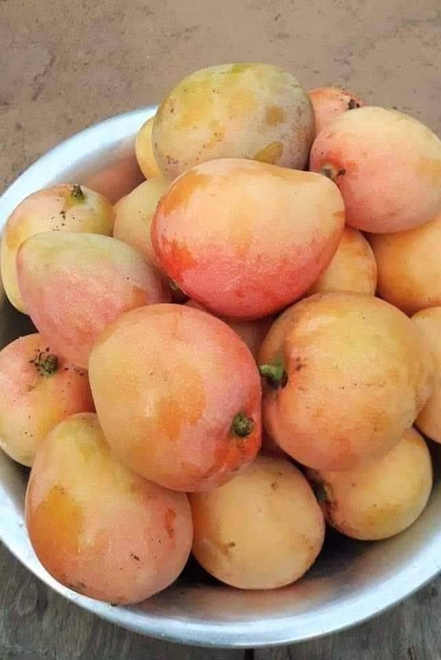 Mango 🥭🥭🥭🥭🥭🥭 
#LekeeLekee #LekeeLekeeFamily