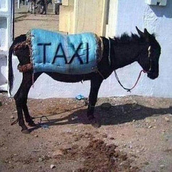 Taxi ๐๐๐๐ available for hire...
#LekeeLekee #LekeeLekeeFamily #Trending #Viral
