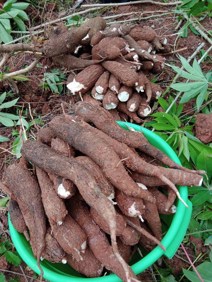 Farm product cassava