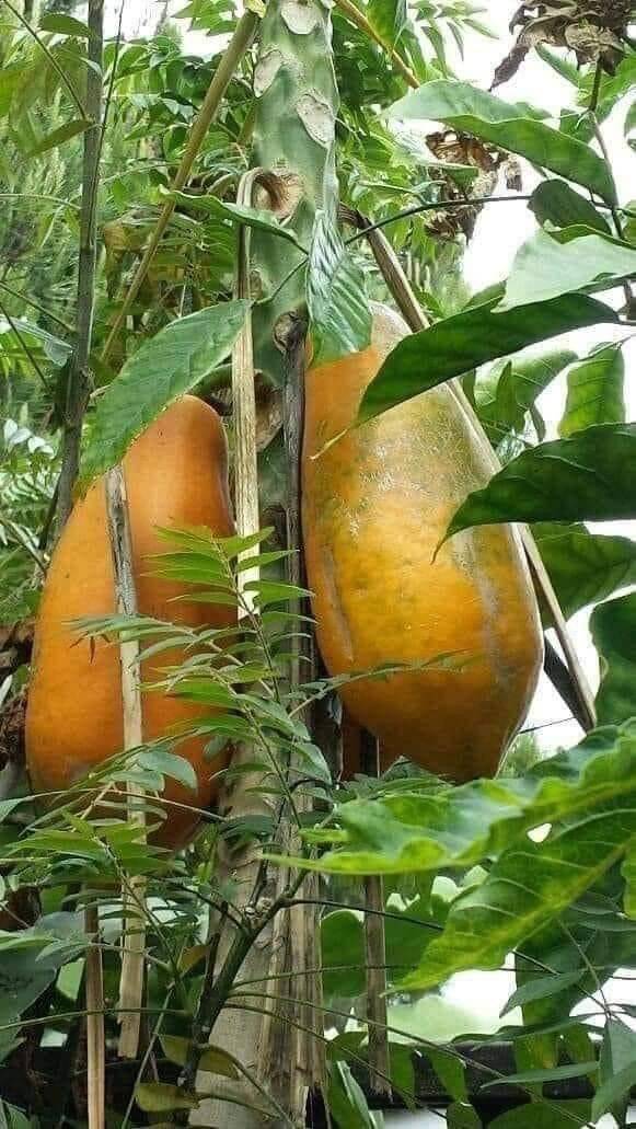 Fruitful day ahead to you all #LekeeLekeeFamily