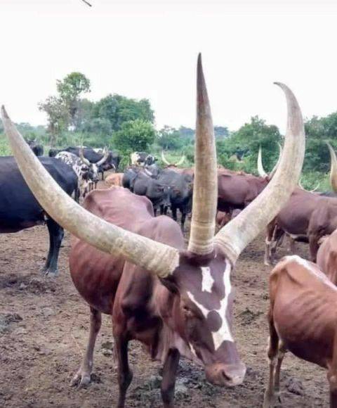 #cow #Trending #NaijaPride #Viral