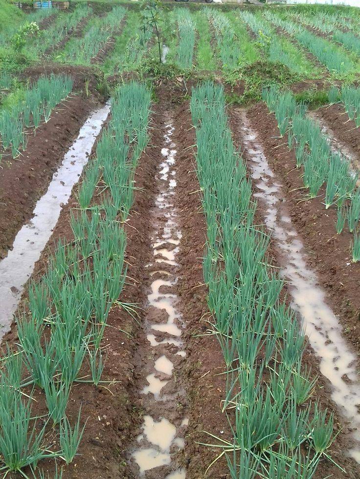 Onions 🧅🧅..
#LekeeLekee #LekeeLekeeCommunity #LekeeLekeeFamily