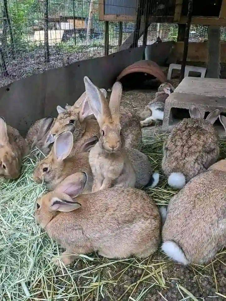 Rabbit 🐰🐇🐰🐇🐰🐰 
#LekeeLekeeFamily