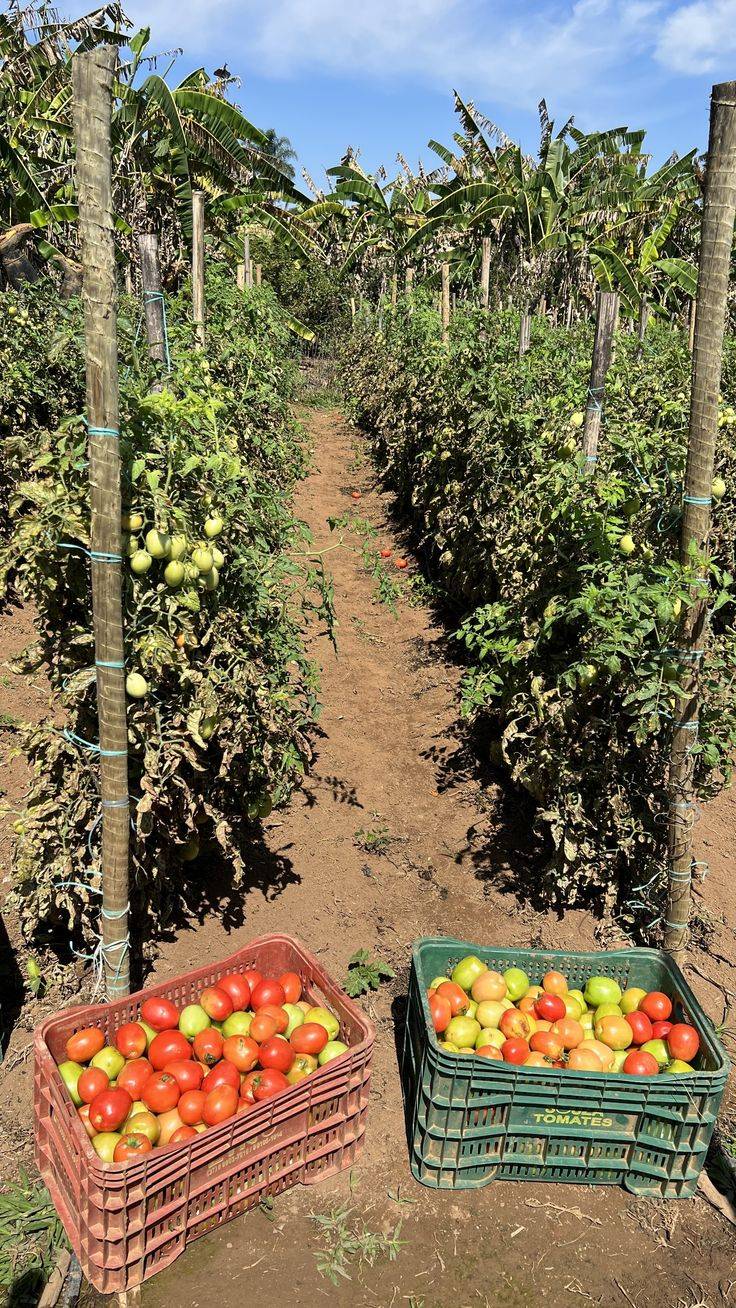 Tomato 🍅🍅.
plantain...