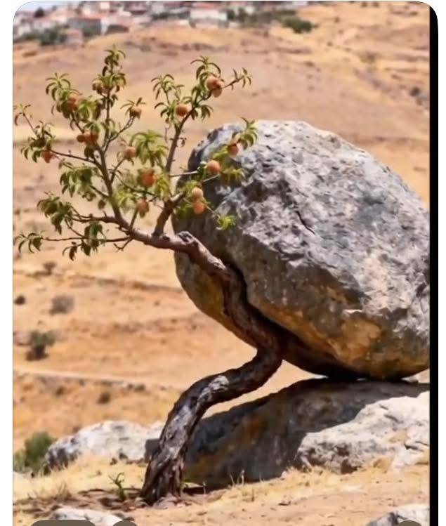 Just wandering about nature, which one here came first, the tree or the rock?