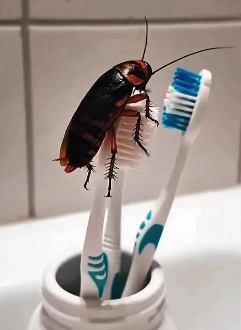 You bought this brush 50k and you wake up saw this on the brush what will you do.
You kill d cockroa...