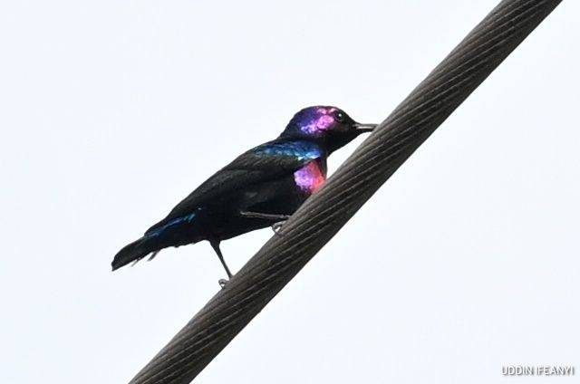 Birds of Lagos (Splendid Sunbird - Cinnyris coccinigastrus).
#BirdsOfLagos