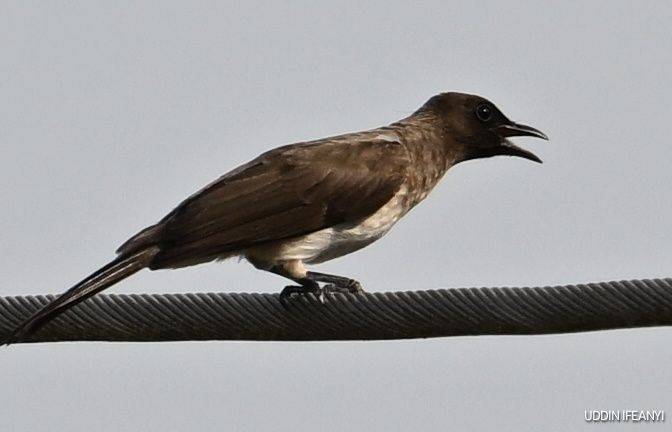 Birds of Lagos (Common Bulbul - Pycnonotus barbatus).
#BirdsOfLagos