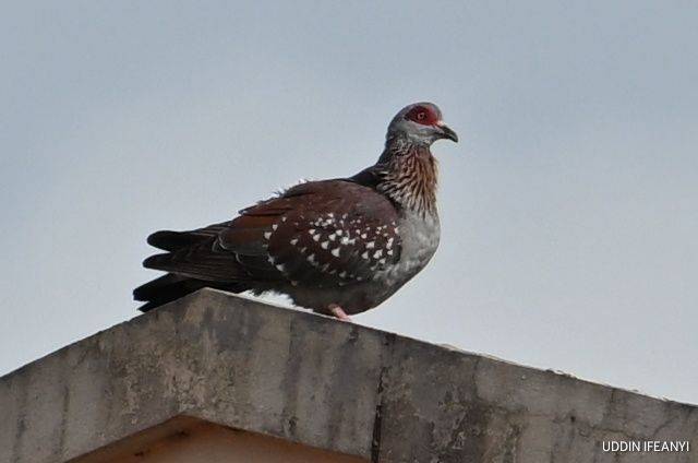 Birds of Lagos (Speckled Pigeon - Columba guinea).
#BirdsOfLagos