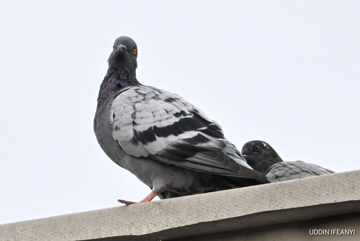 Birds of Lagos (?) (Rock Pigeon - Columba livia domestica).
#BirdsOfLagos