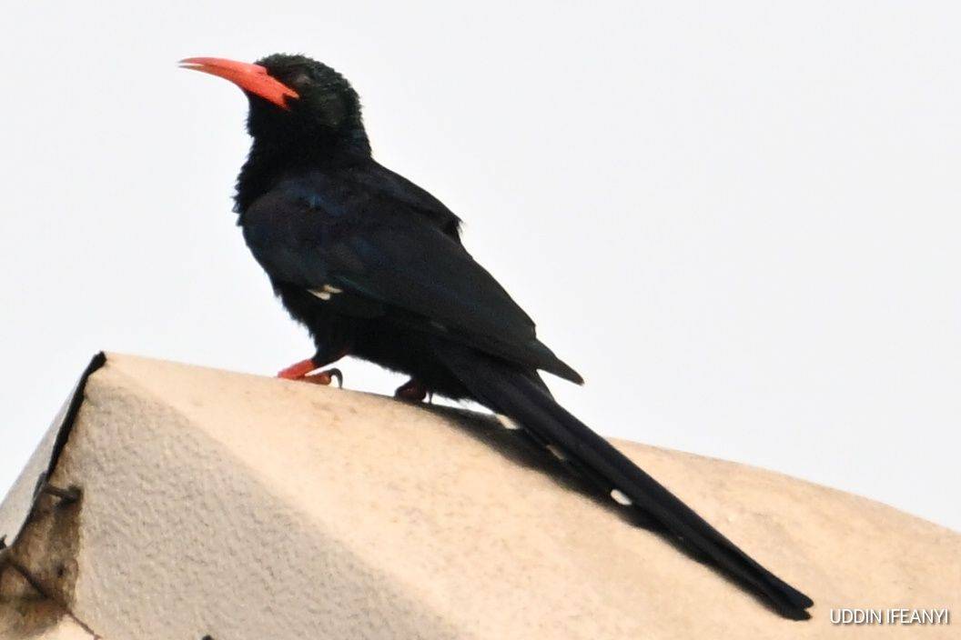 Birds of Lagos (Green Woodhoopoe - Phoeniculus purpureus).
#BirdsOfLagos