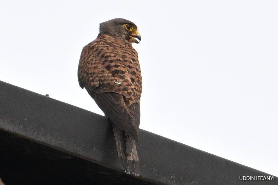 Birds of Lagos (Common Kestrel - Falco tinnunculus).
#BirdsOfLagos