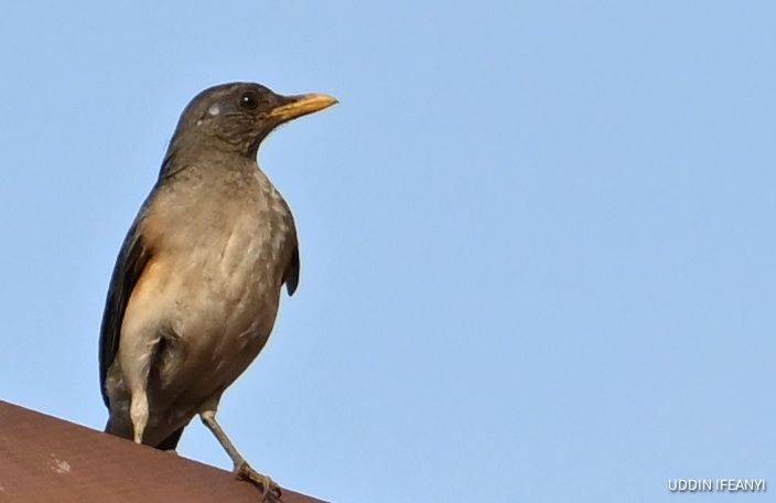 Birds of Lagos (African Thrush - Turdus pelios).
#BirdsOfLagos