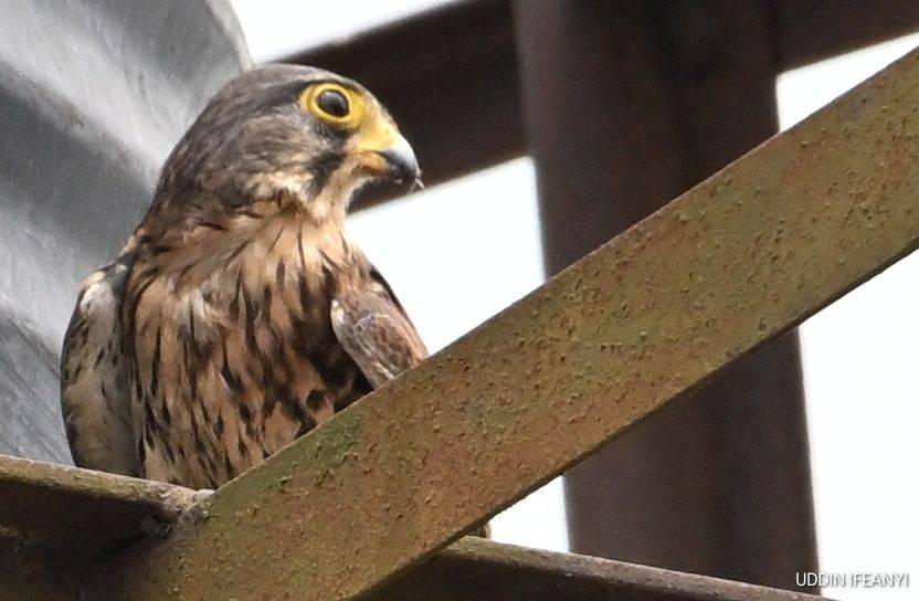 Birds of Lagos (Common Kestrel - Falco tinnunculus).
#BirdsOfLagos