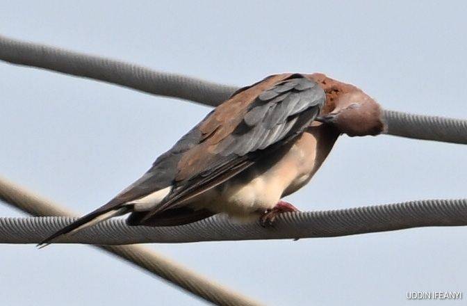 Birds of Lagos (Laughing Dove - Spilopelia senegalensis).
#BirdsOfLagos