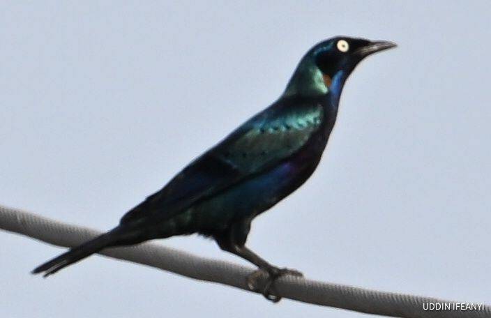 Birds of Lagos (Splendid Starling - Lamprotornis splendidus).
#BirdsOfLagos