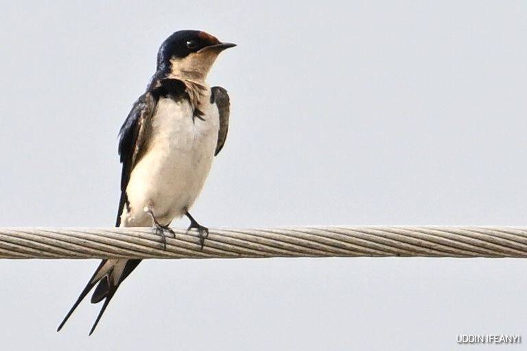 Birds of Lagos (Ethiopian swallow - Hirundo aethiopica).
#BirdsOfLagos