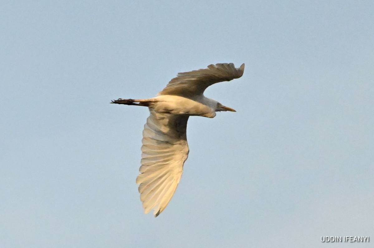 Birds of Lagos (Cattle Egret - Bubulcus ibis).
#BirdsOfLagos
