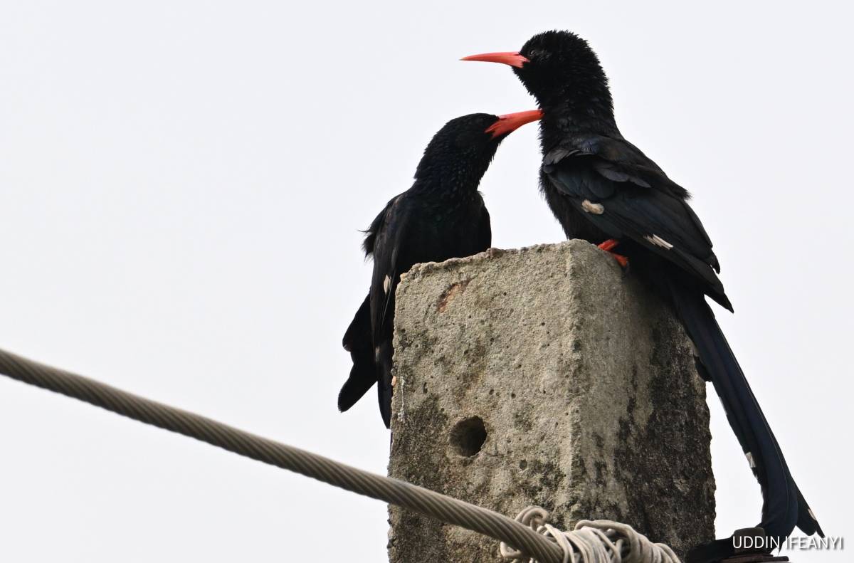 Birds of Lagos (Green Woodhoopoe - Phoeniculus purpureus).
#BirdsOfLagos