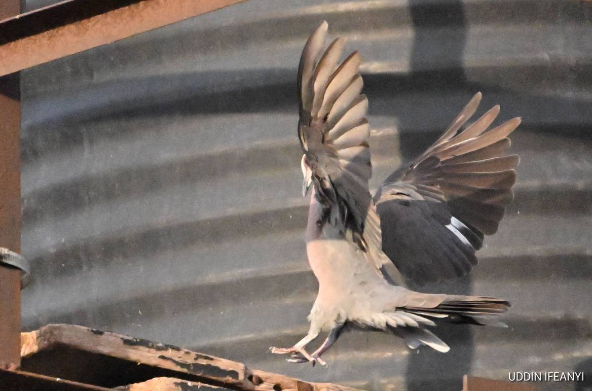 Birds of Lagos (Laughing Dove - Spilopelia senegalensis).
#BirdsOfLagos