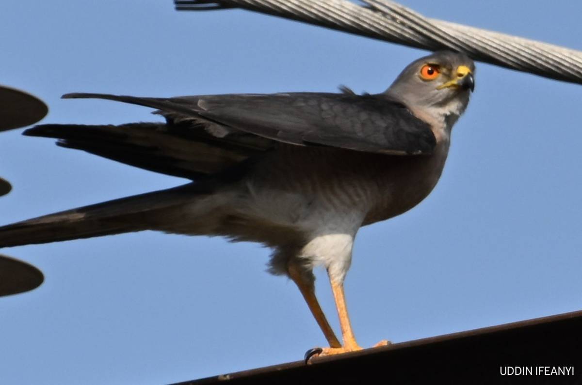 Birds of Lagos (Shikra -Tachyspiza badia).
#BirdsOfLagos