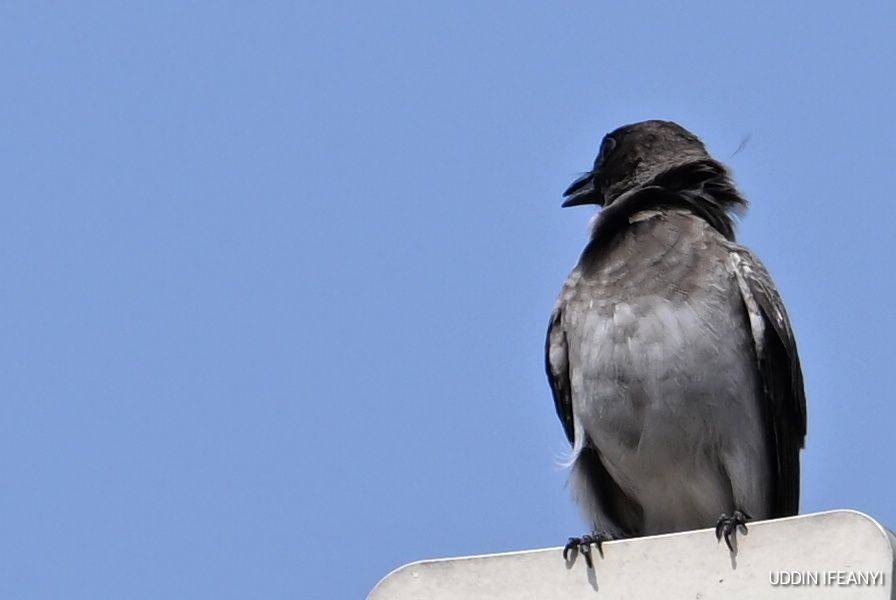 Birds of Lagos (Common Bulbul - Pycnonotus barbatus).
#BirdsOfLagos
