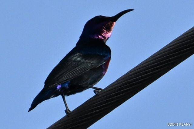 Birds of Lagos (Splendid Sunbird - Cinnyris coccinigastrus).
#BirdsOfLagos