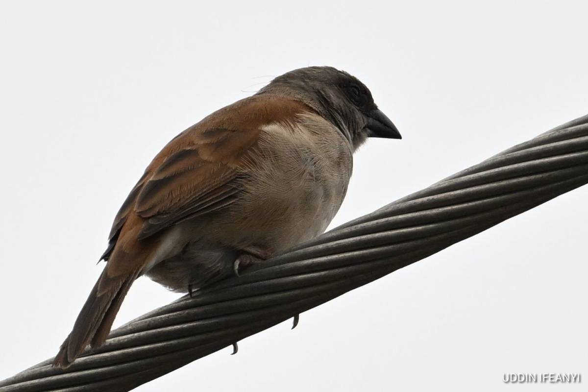 Birds of Lagos (Northern Grey-headed Sparrow - Passer griseus).
#BirdsOfLagos