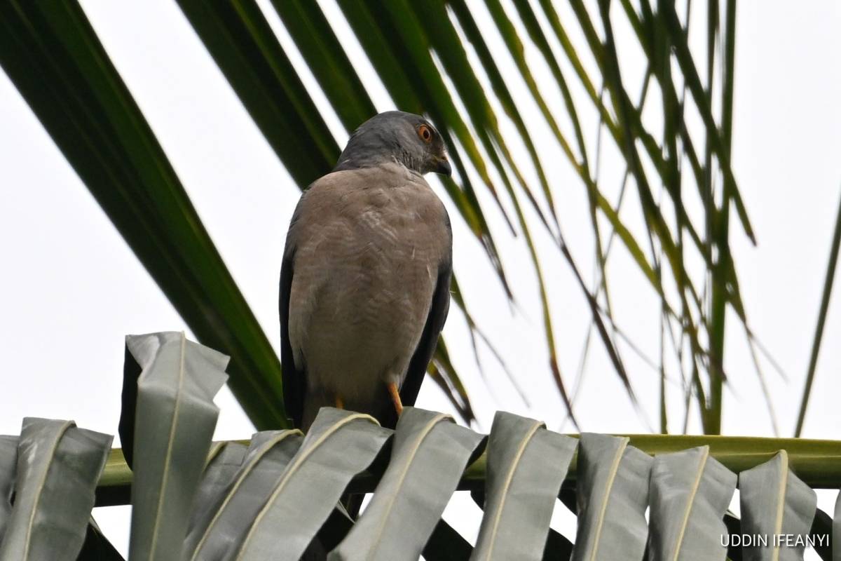 Birds of Lagos (Shikra -Tachyspiza badia).
#BirdsOfLagos