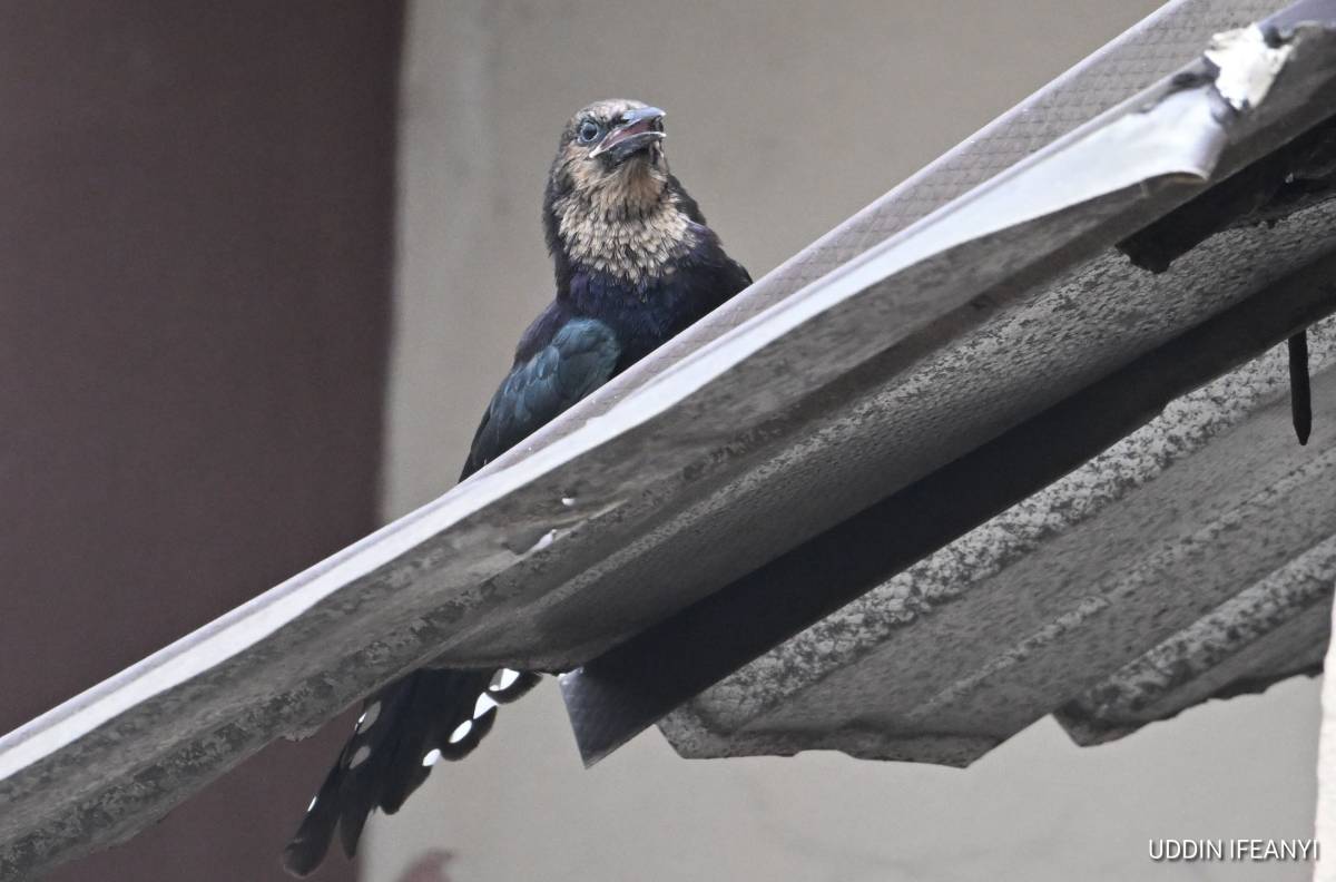 Birds of Lagos (juvenile Woodhoopoe - Phoeniculus purpureus).
#BirdsOfLagos
