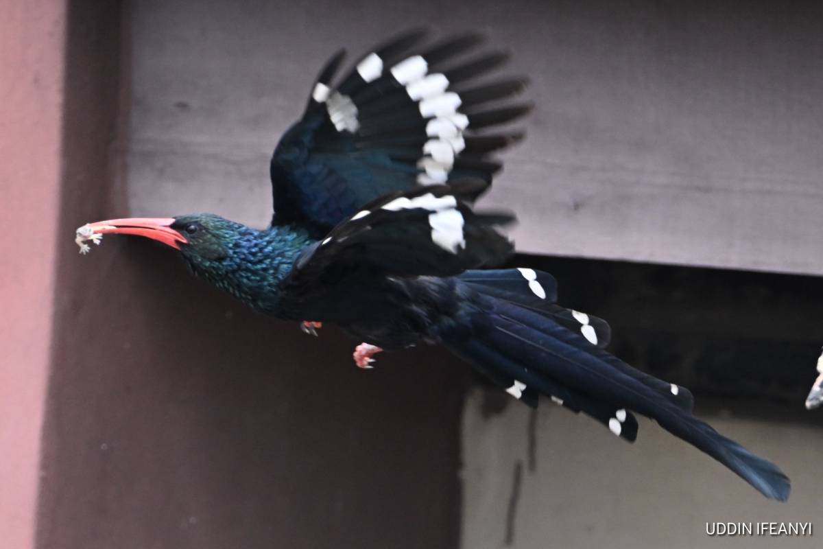Birds of Lagos (Green Woodhoopoe - Phoeniculus purpureus).
#BirdsOfLagos