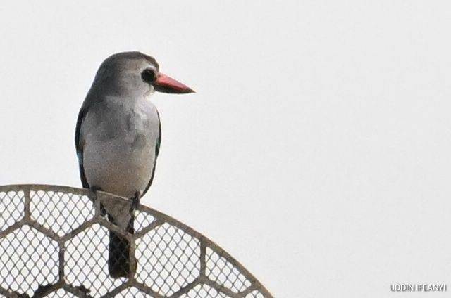 Birds of Lagos (Woodland Kingfisher - Halcyon senegalensis).
#BirdsOfLagos