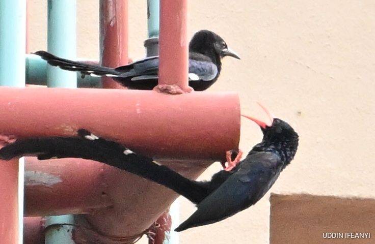 Birds of Lagos (Green Woodhoopoe - Phoeniculus purpureus).
#BirdsOfLagos