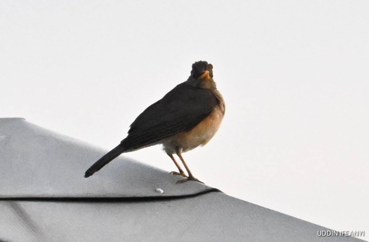 Birds of Lagos (African Thrush - Turdus pelios).
#BirdsOfLagos