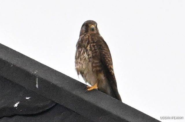 Birds of Lagos (Common Kestrel - Falco tinnunculus).
#BirdsOfLagos