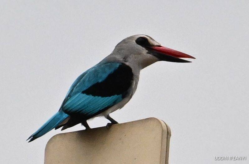 Birds of Lagos (Woodland Kingfisher - Halcyon senegalensis).
#BirdsOfLagos