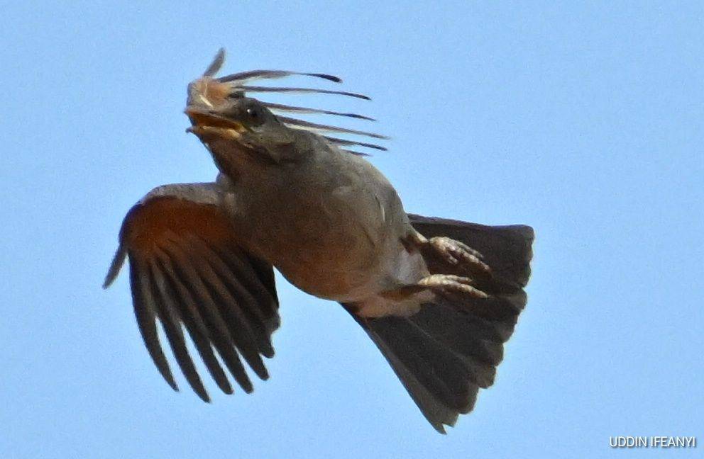 Birds of Lagos (African Thrush - Turdus pelios).
#BirdsOfLagos