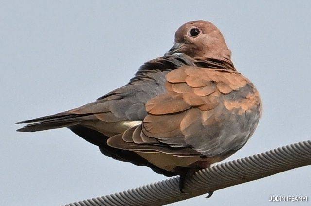 Birds of Lagos (Laughing Dove - Spilopelia senegalensis).
#BirdsOfLagos