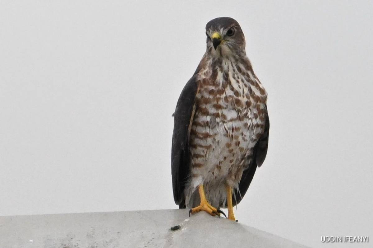 Birds of Lagos (Shikra -Tachyspiza badia).
#BirdsOfLagos