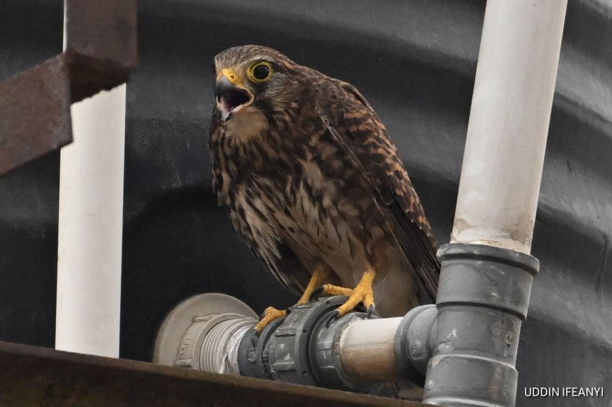 Birds of Lagos (Common Kestrel - Falco tinnunculus).
#BirdsOfLagos