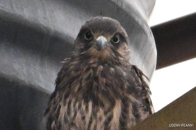 Birds of Lagos (juvenile Common Kestrel - Falco tinnunculus).
#BirdsOfLagos