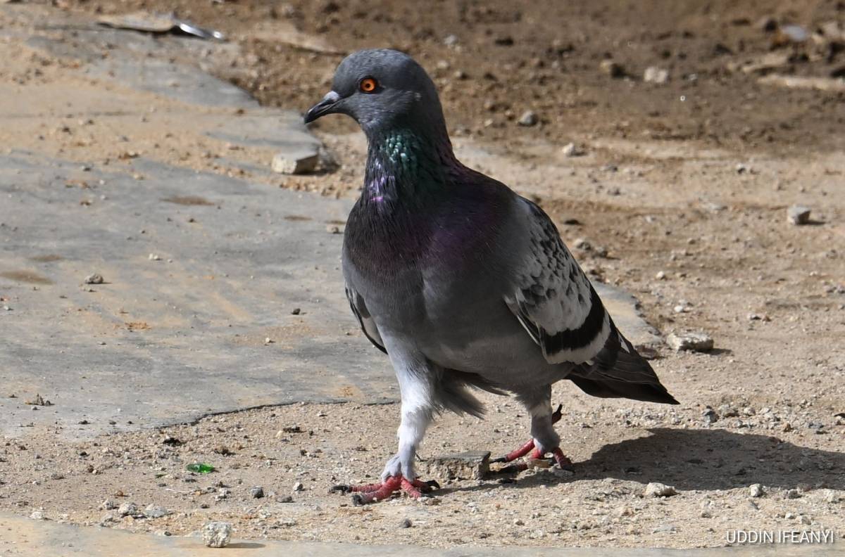 Birds of Lagos (?) (Rock Pigeon - Columba livia domestica).
#BirdsOfLagos