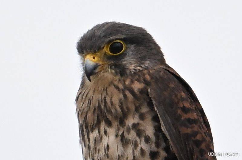 Birds of Lagos (juvenile Common Kestrel - Falco tinnunculus).
#BirdsOfLagos