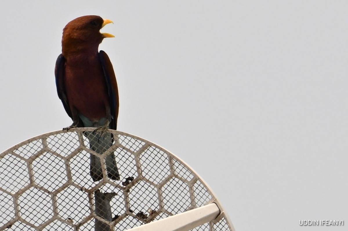 Birds of Lagos (Broad-billed Roller - Eurystomus glaucurus).
#BirdsOfLagos