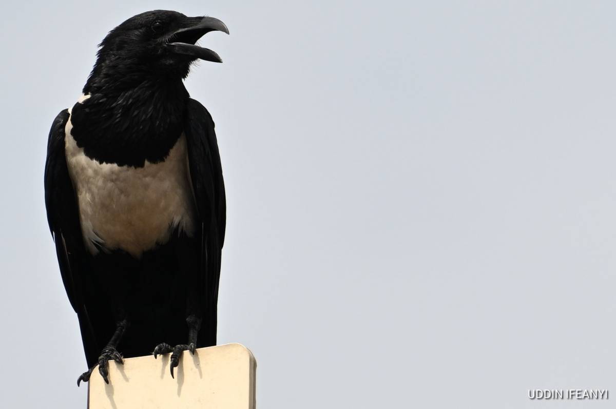 Birds of Lagos (Pied Crow - Corvus albus).
#BirdsOfLagos