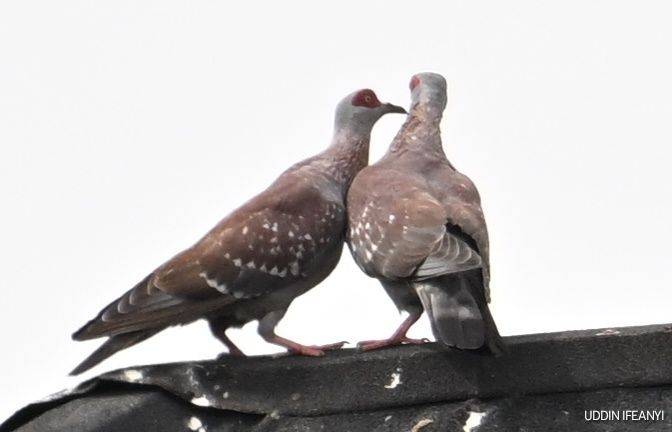 Birds of Lagos (Speckled Pigeon - Columba guinea).
#BirdsOfLagos