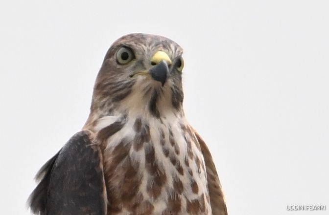 Birds of Lagos (Shikra -Tachyspiza badia).
#BirdsOfLagos