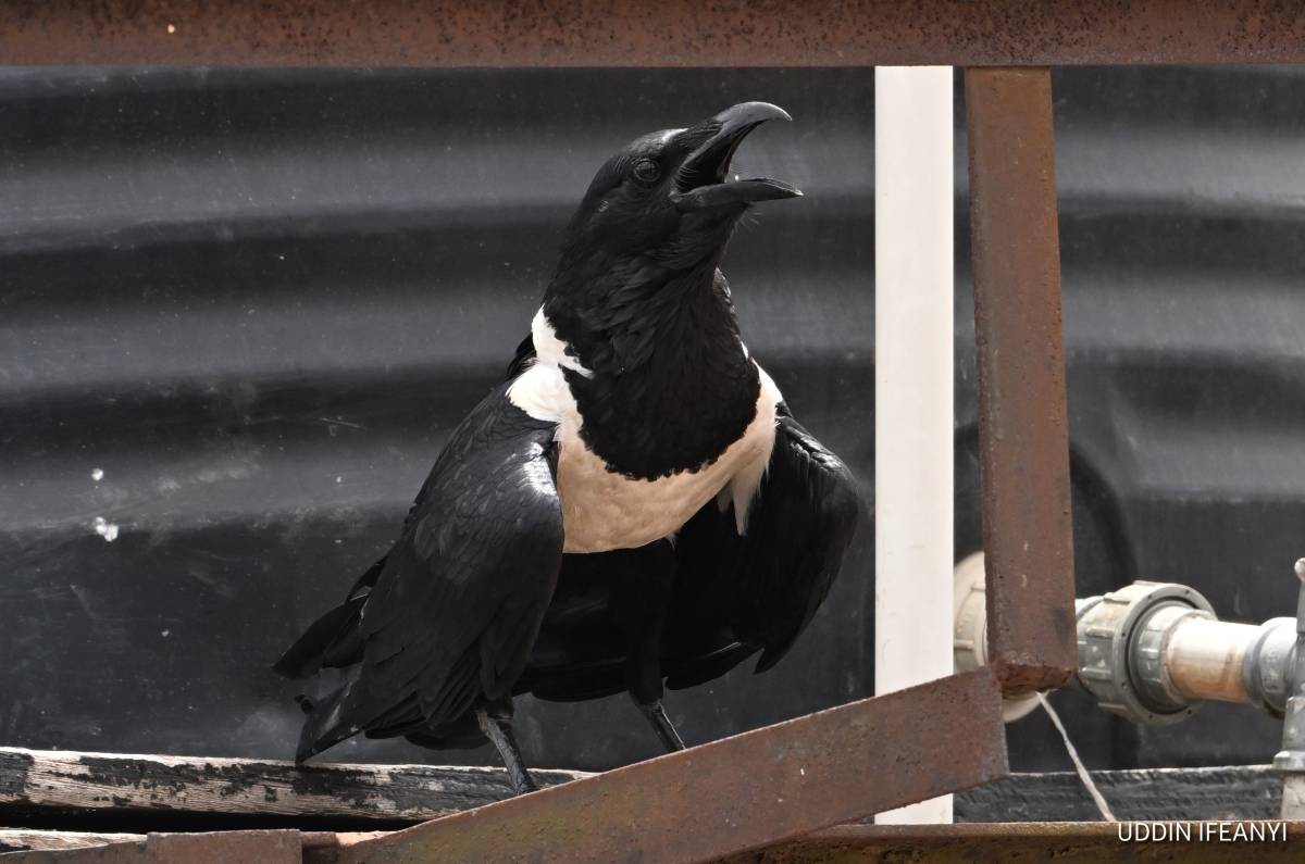 Birds of Lagos (Pied Crow - Corvus albus).
#BirdsOfLagos